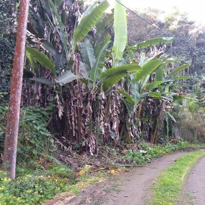 Terrenos à venda Vieira