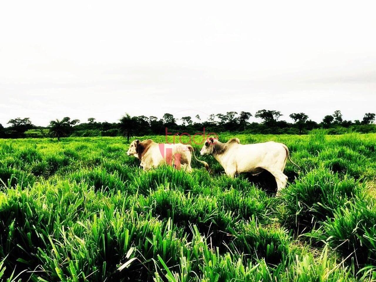 Fazenda Setor Central, Pedro Afonso - TO