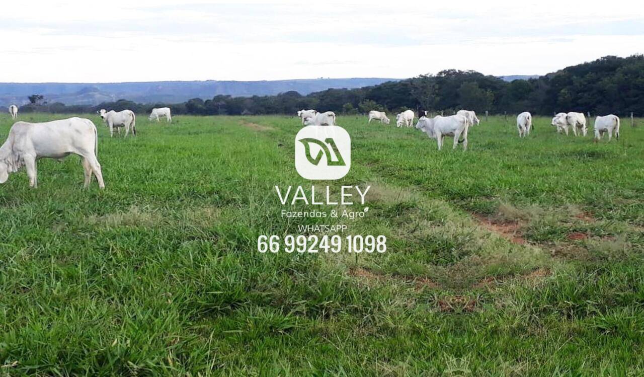 Fazenda à venda, 6.000 hectares, dupla aptdão, lavoura, plantio, pecuária, soja, milho. Guiratinga/Mato Grosso