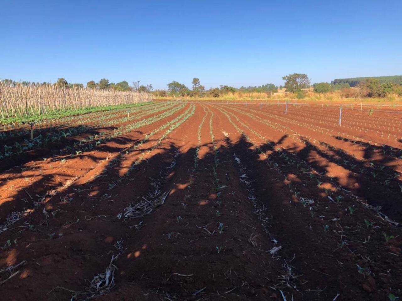 Fazenda Brazlândia, Brazlândia - DF