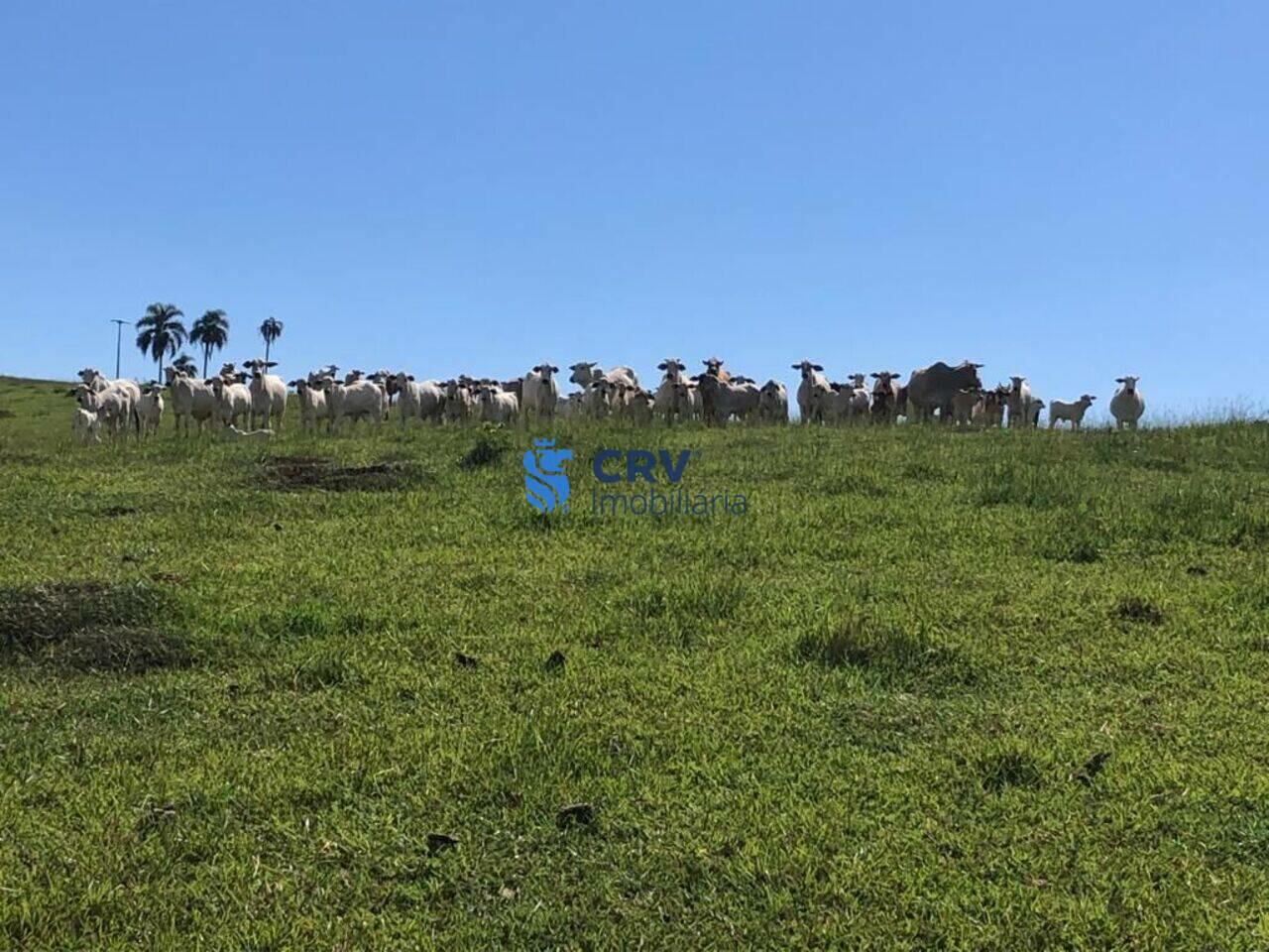 Fazenda Centro, Ortigueira - PR