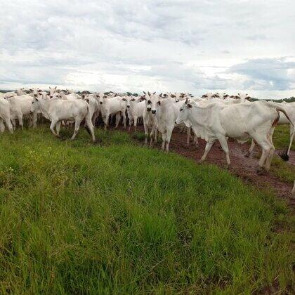 Fazendas à venda Zona Rural