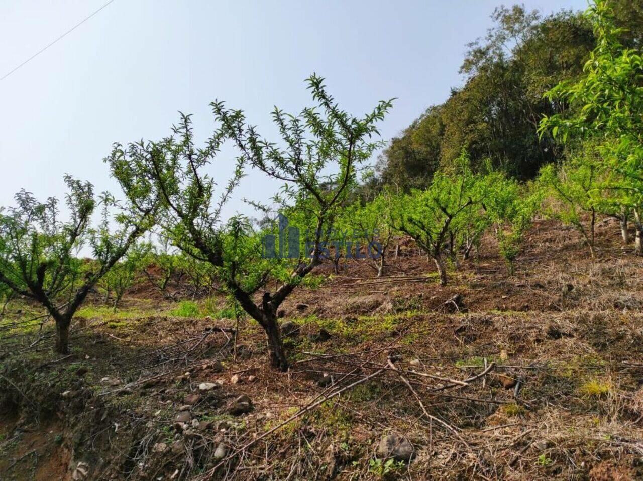 Área Zona Rural, Flores da Cunha - RS