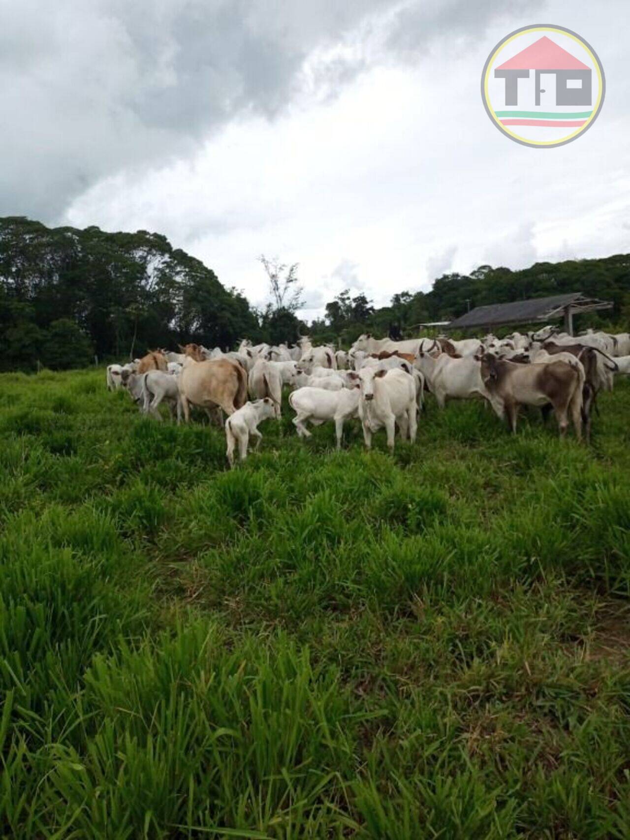 Fazenda Zona Rural, Jacundá - PA