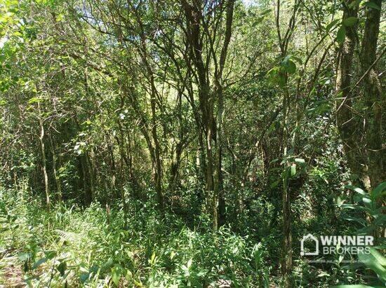 Chácara Bairro Rural, Cruzeiro do Oeste - PR