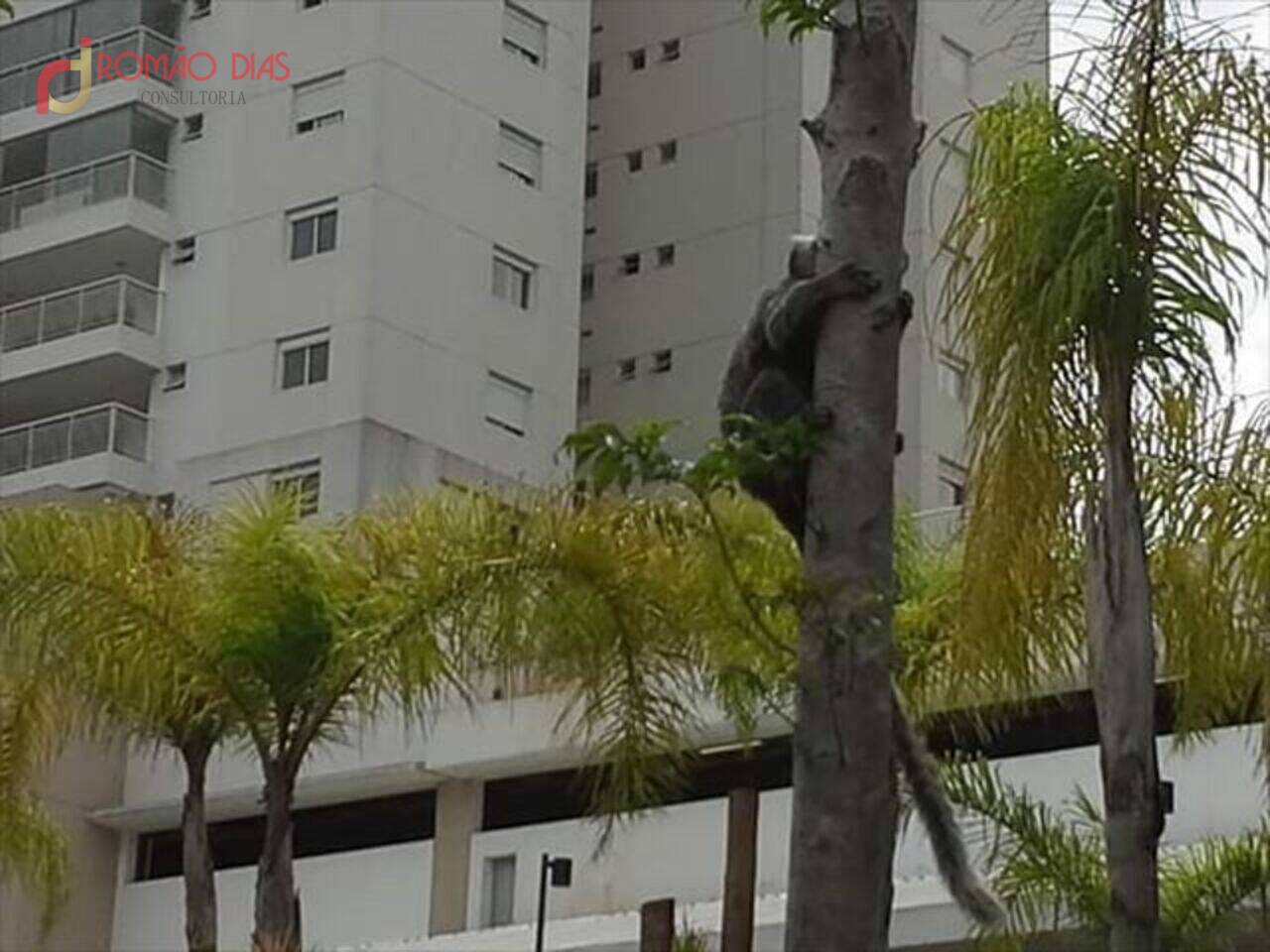 Apartamento Pirituba, São Paulo - SP