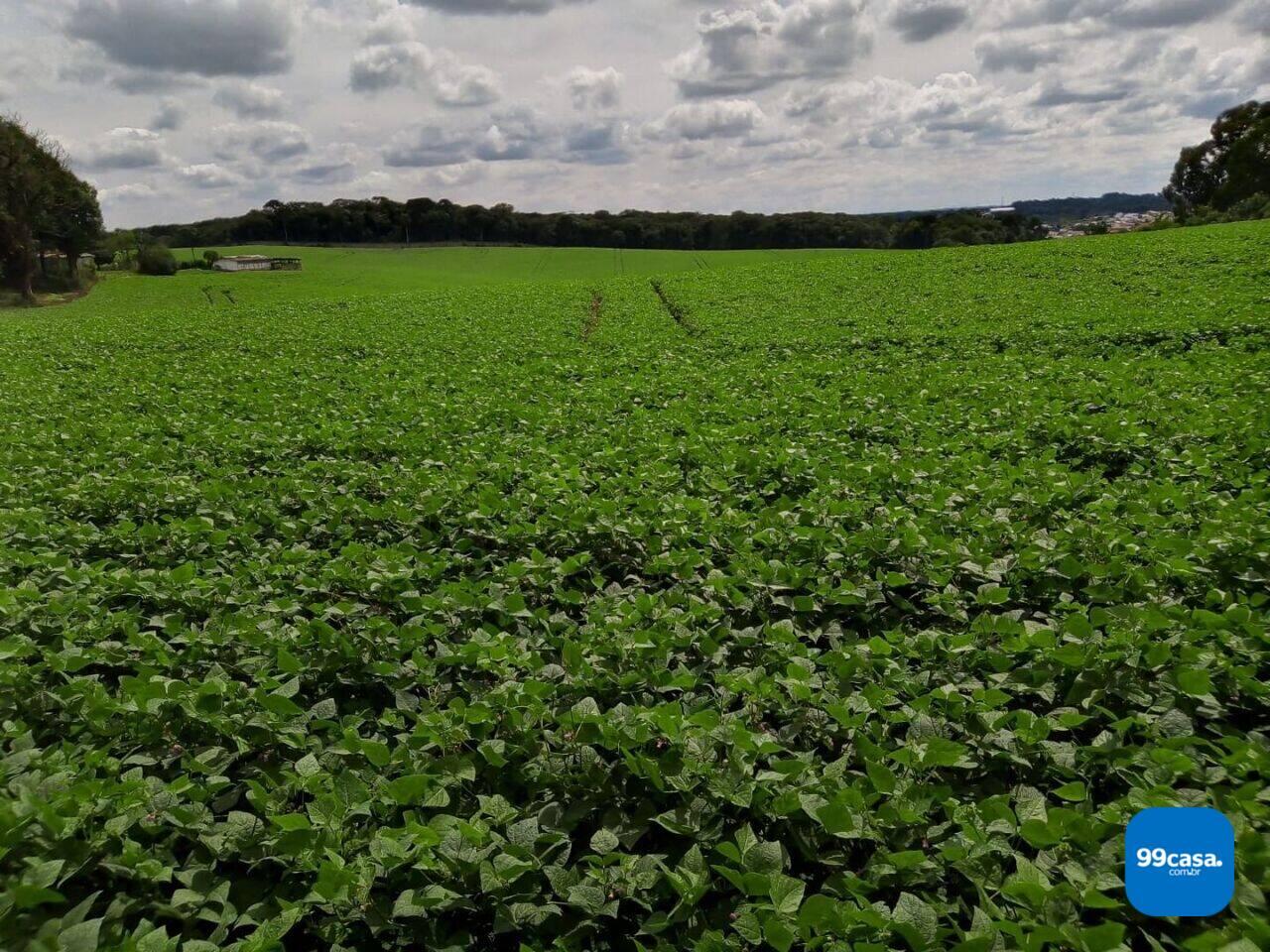 Área Veneza, Fazenda Rio Grande - PR