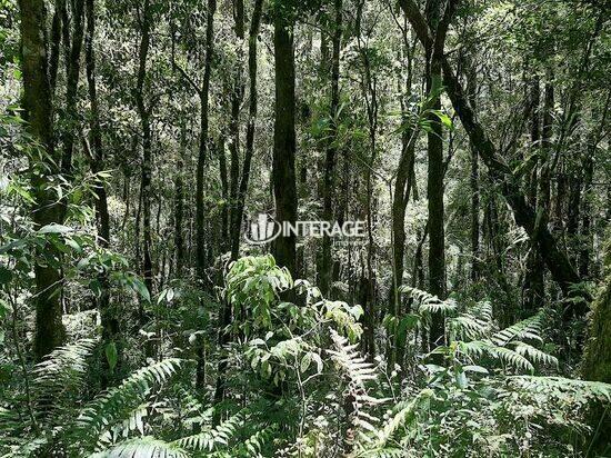 Bateias - Campo Largo - PR, Campo Largo - PR