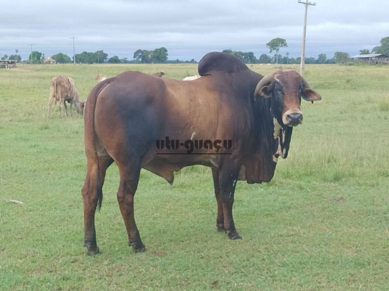 Fazenda Centro, Anastácio - MS