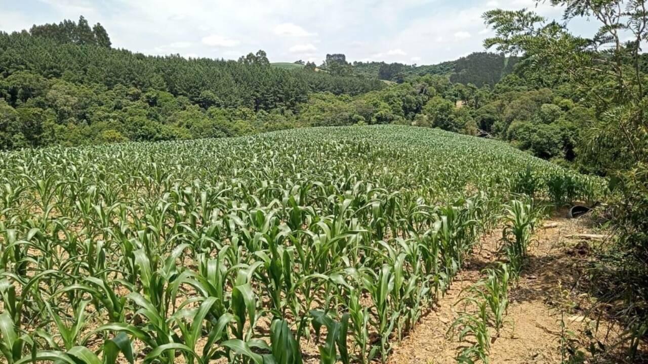 Chácara Zona Rural, Quitandinha - PR