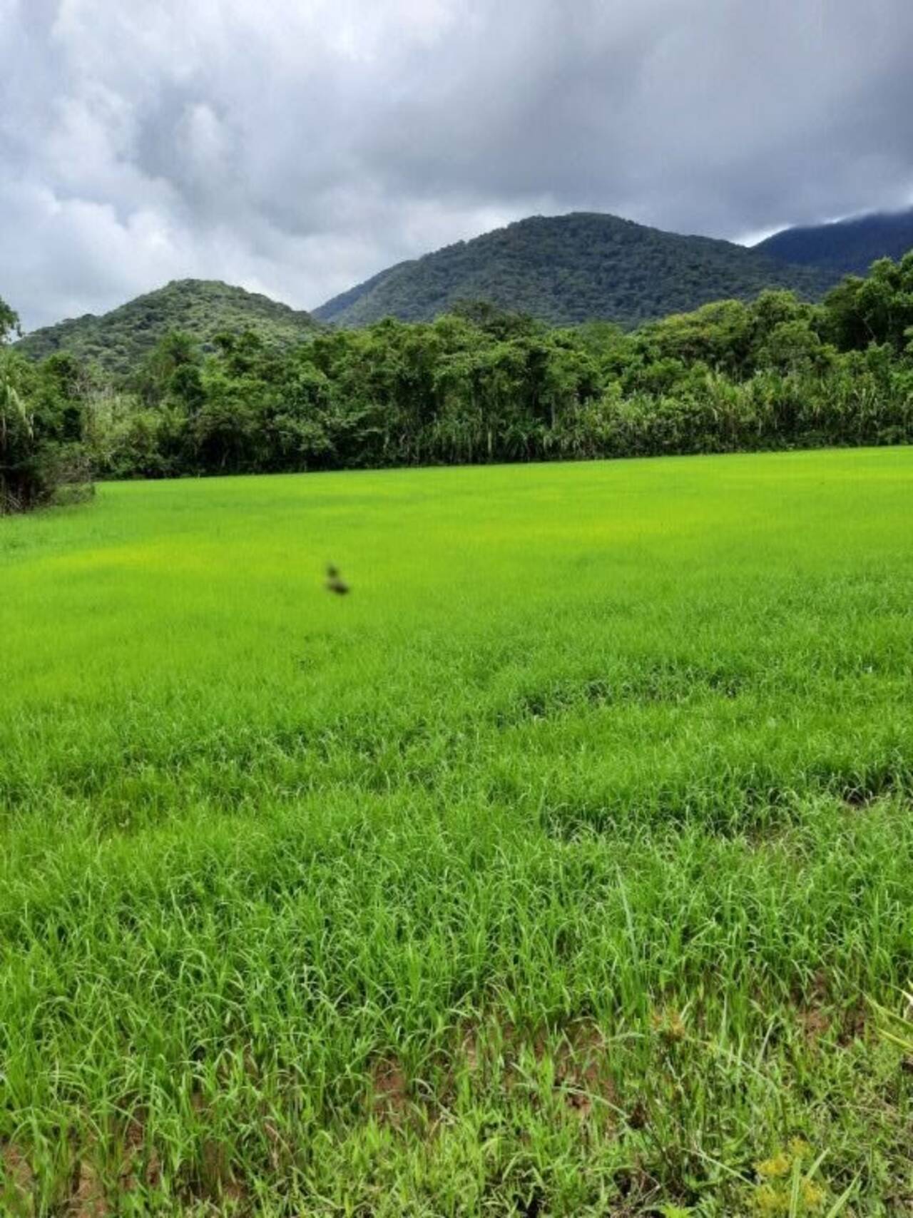 Sítio Tagaçaba de Baixo, Guaraqueçaba - PR